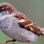 Stunde Der Gartenvögel 2023 Ergebnisse