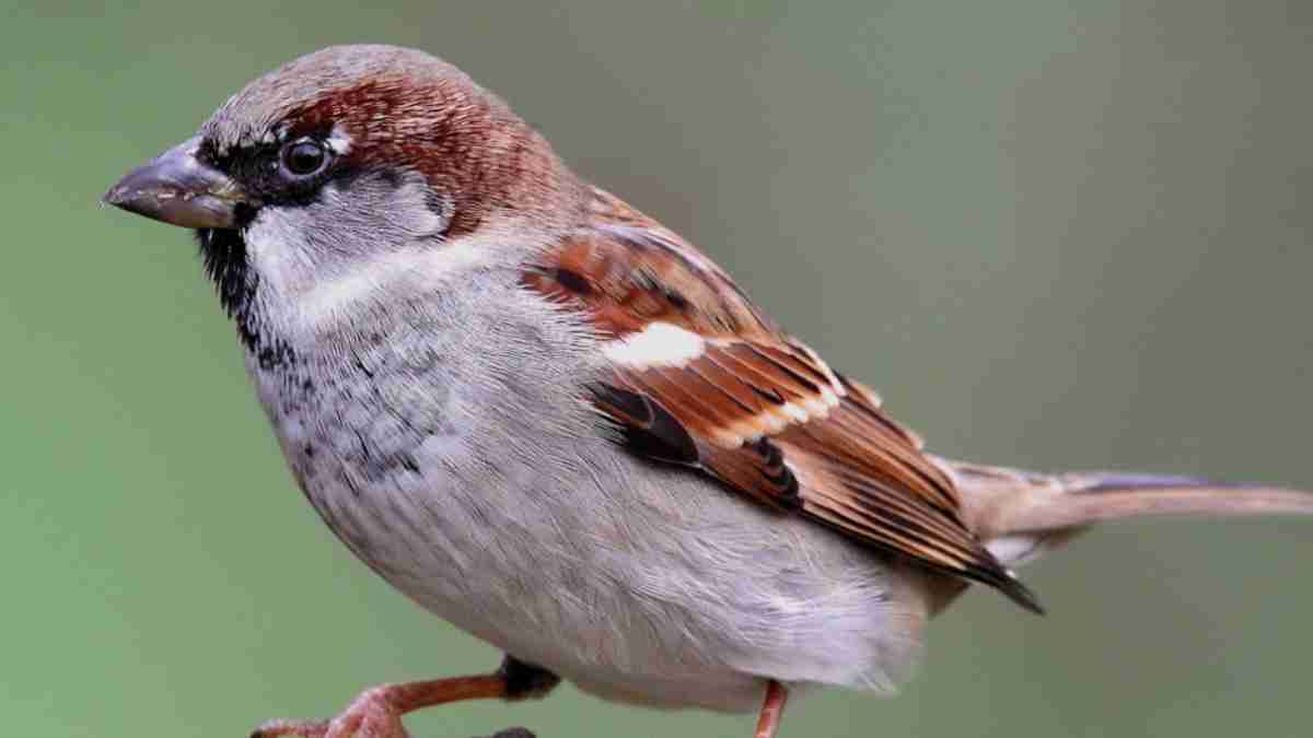 Stunde Der Gartenvögel 2023 Ergebnisse