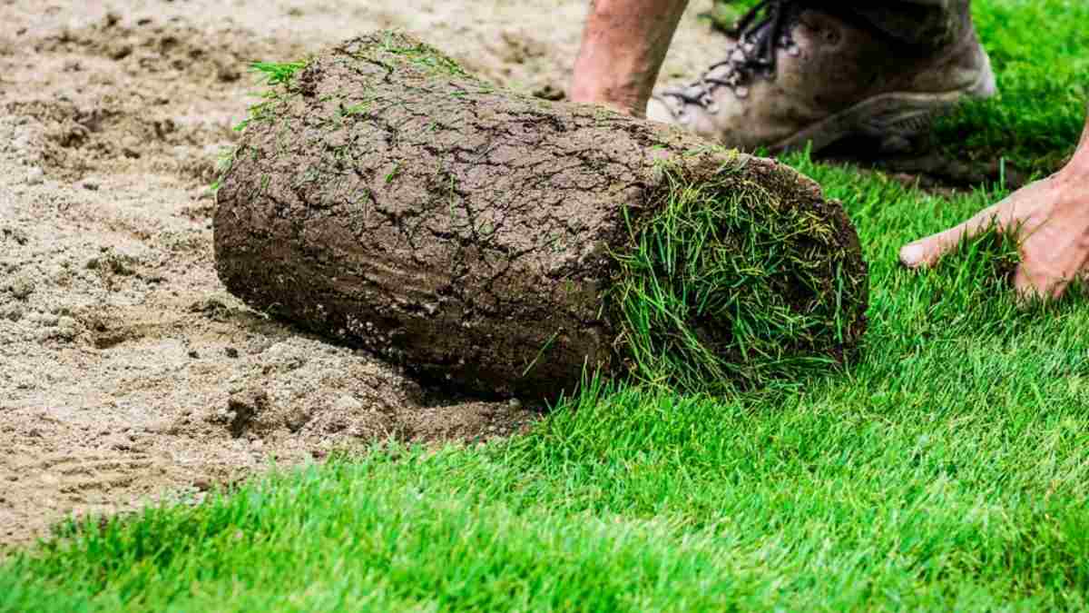 Fehler Beim Rollrasen Verlegen